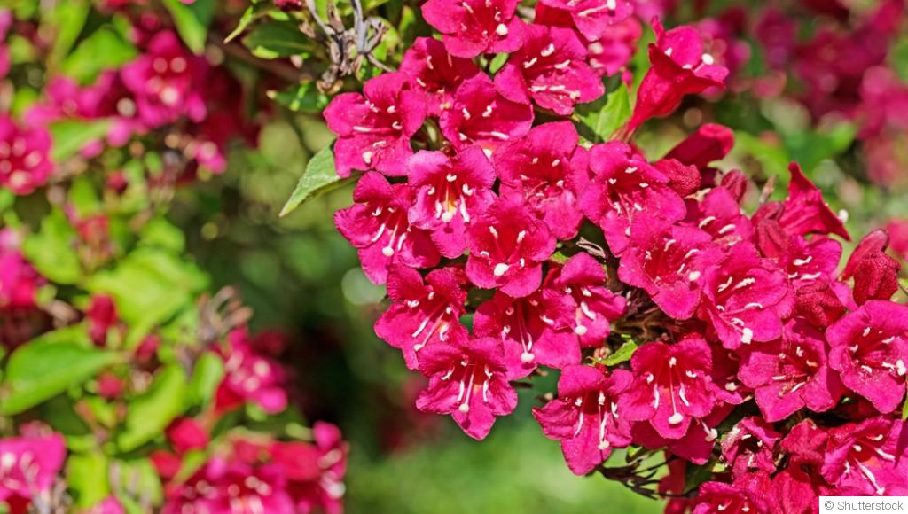 Bouture de weigelia : quand et comment bouturer un weigelia ?
