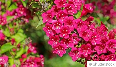 Bouture de weigelia : quand et comment bouturer un weigelia ?