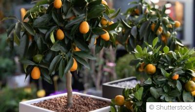 Les arbres fruitiers nains adaptés aux petits jardins