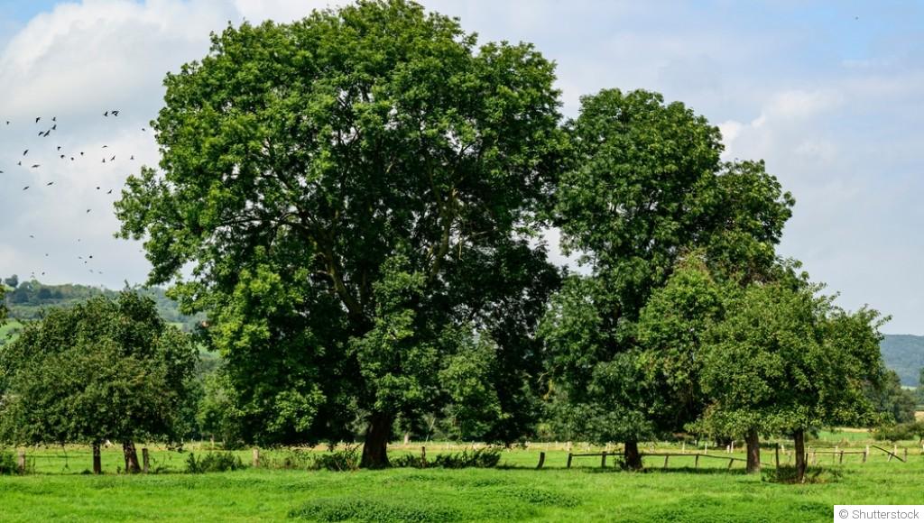 Les arbres à planter pour créer de l\'ombre dans ton jardin
