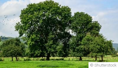 Les arbres à planter pour créer de l\'ombre dans ton jardin