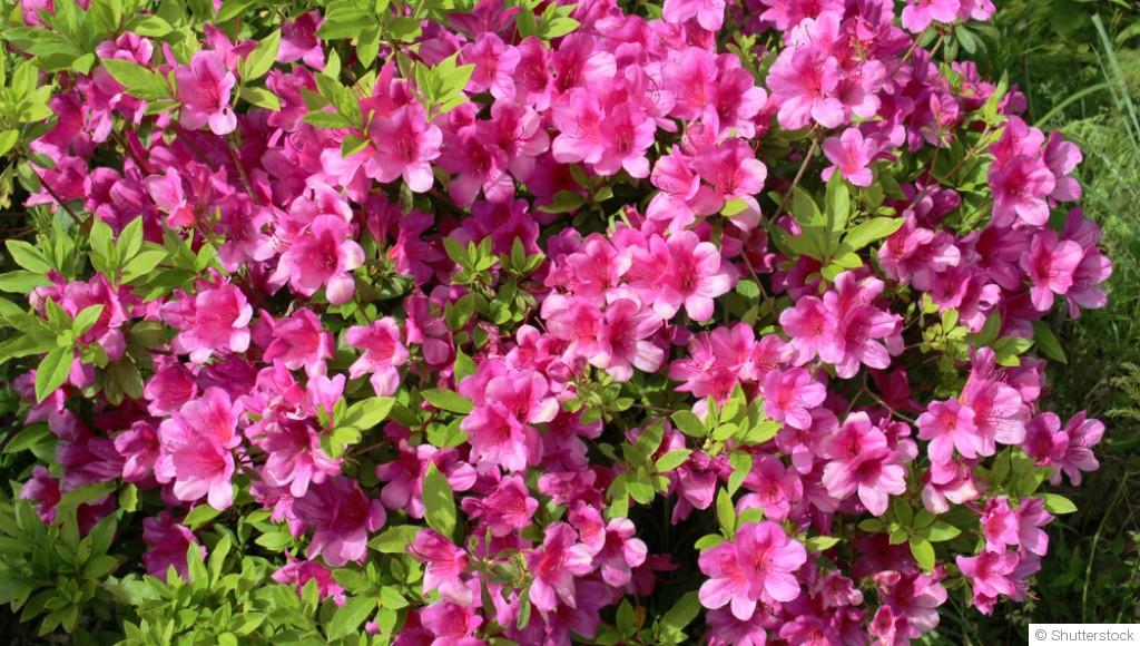 Bouture d\'azalée du Japon : quand et comment bouturer une azalée du Japon ?