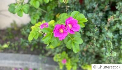 Bouture de rosier : comment bouturer un rosier dans une pomme de terre ?