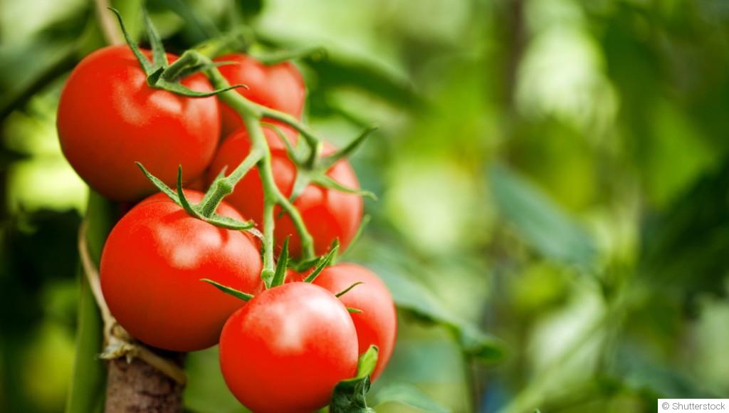 Bouture de tomate : quand et comment bouturer une tomate ?