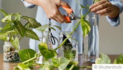 Comment faire une bouture de plante facilement ?