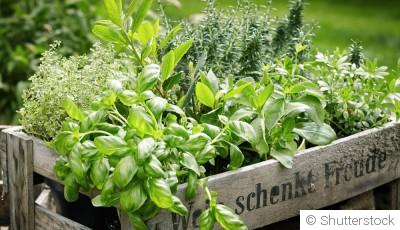 Comment faire pousser des herbes aromatiques dans ta cuisine ?
