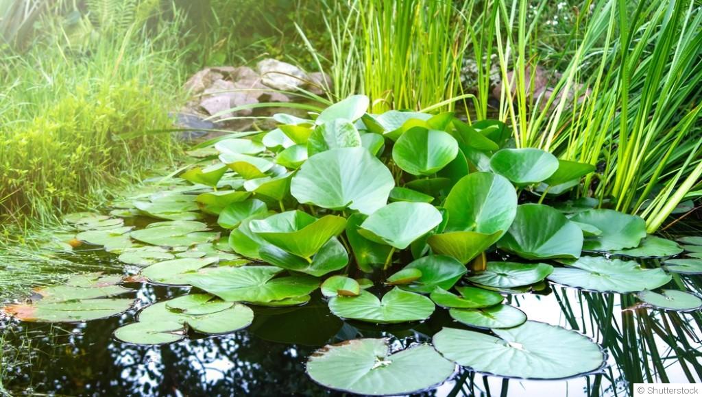 Comment concevoir un jardin de plantes aquatiques en bassin ?