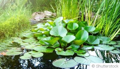 Comment concevoir un jardin de plantes aquatiques en bassin ?