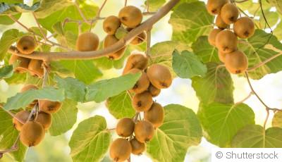 Comment concevoir un jardin de plantes grimpantes fruitières ?