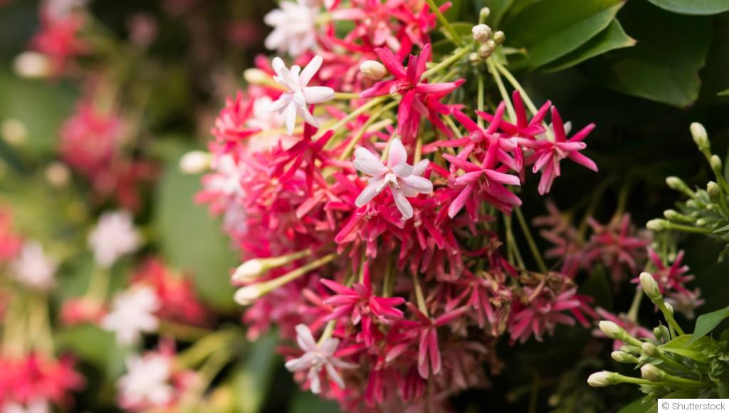 Comment concevoir un jardin de plantes grimpantes parfumées ?