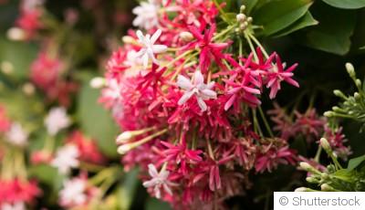 Comment concevoir un jardin de plantes grimpantes parfumées ?