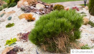 Comment concevoir un jardin de rocaille ?