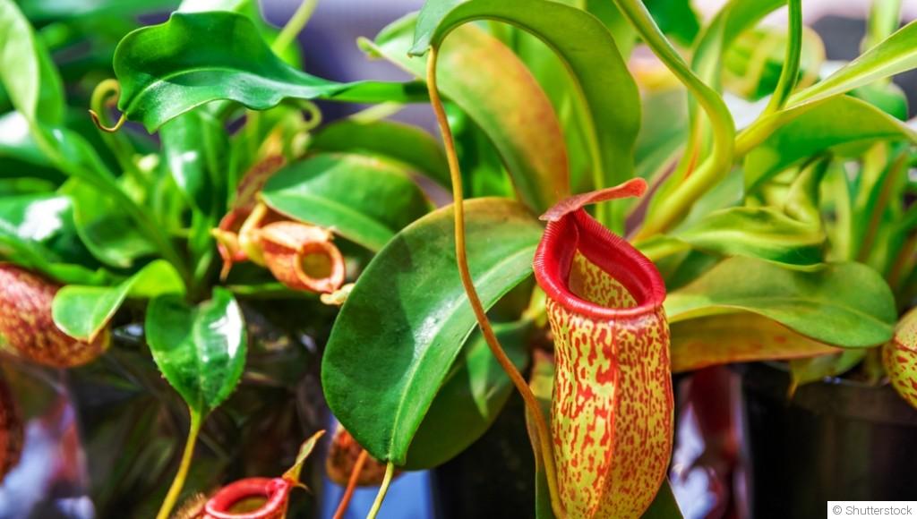 Comment créer un jardin de plantes carnivores ?
