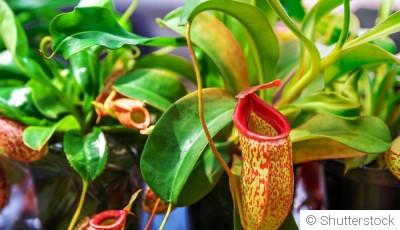 Comment créer un jardin de plantes carnivores ?