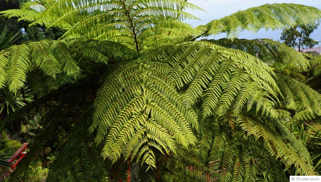 Comment créer un jardin de plantes exotiques ?