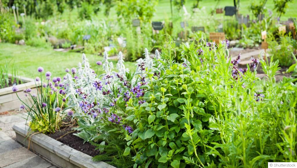 Comment créer un jardin de plantes médicinales ?