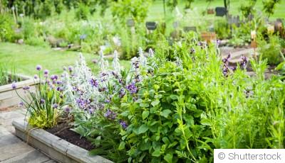 Comment créer un jardin de plantes médicinales ?