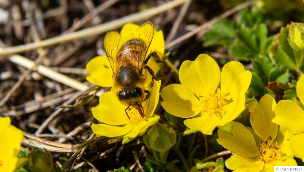 Comment créer un jardin de plantes mellifères ?