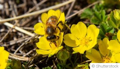 Comment créer un jardin de plantes mellifères ?