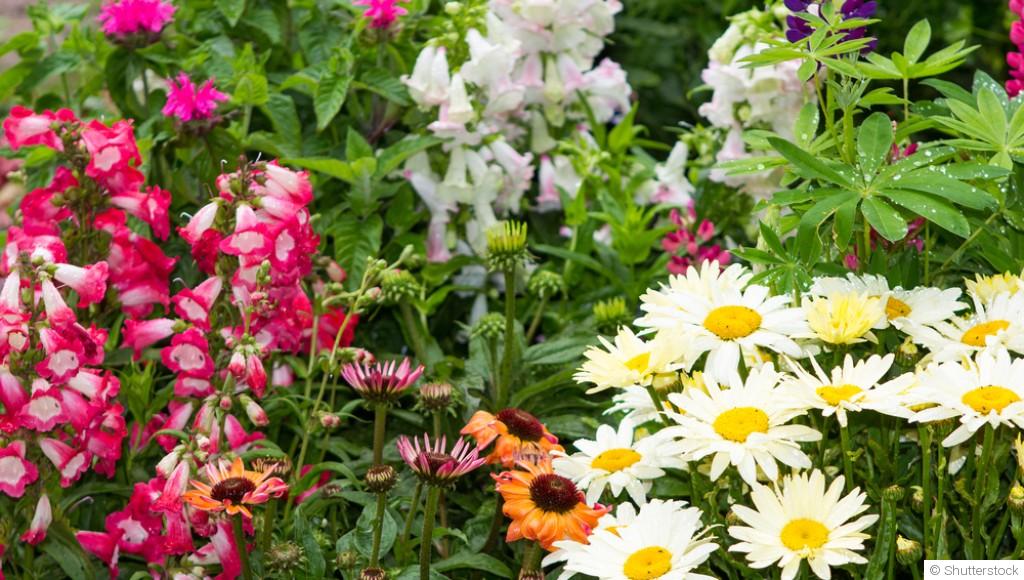 Comment créer un jardin de plantes vivaces ?