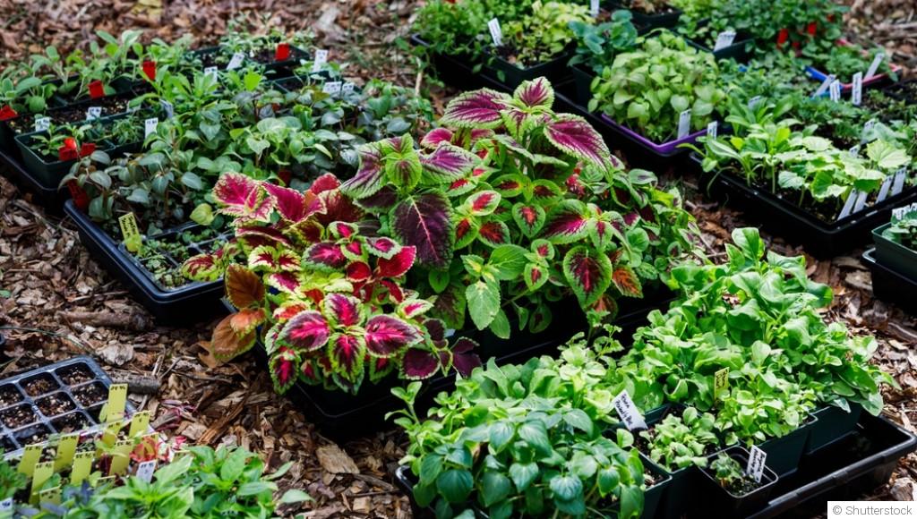 Comment créer un jardin de plantes vivaces colorées