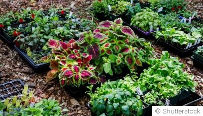 Comment créer un jardin de plantes vivaces colorées