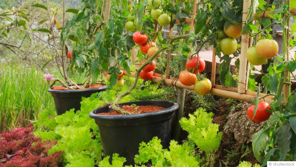 Comment créer un jardin potager dans un petit espace ?