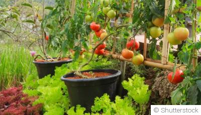 Comment créer un jardin potager dans un petit espace ?