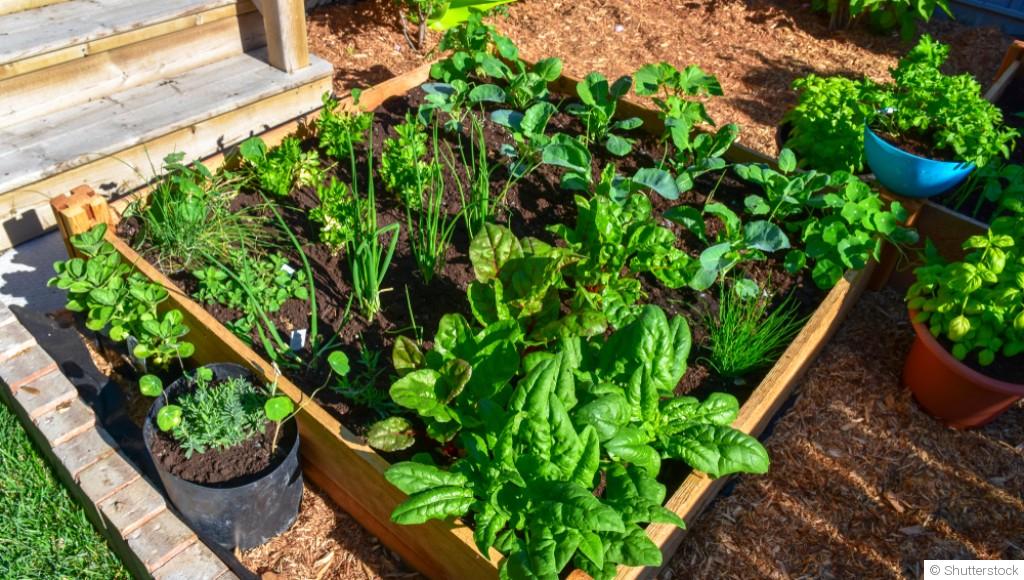 Comment créer un potager en carrés pour optimiser l\'espace ?