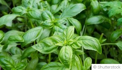 Comment créer un jardin de plantes aromatiques en hauteur ?