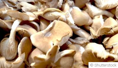 Comment cultiver des champignons comestibles en intérieur ?