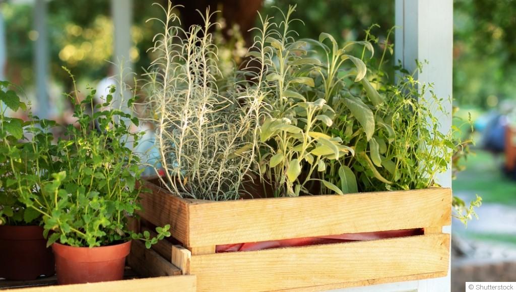 Comment cultiver des herbes aromatiques en intérieur toute l\'année ?