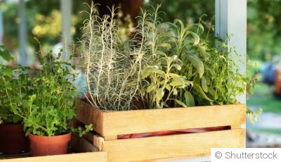 Comment cultiver des herbes aromatiques en intérieur toute l\'année ?