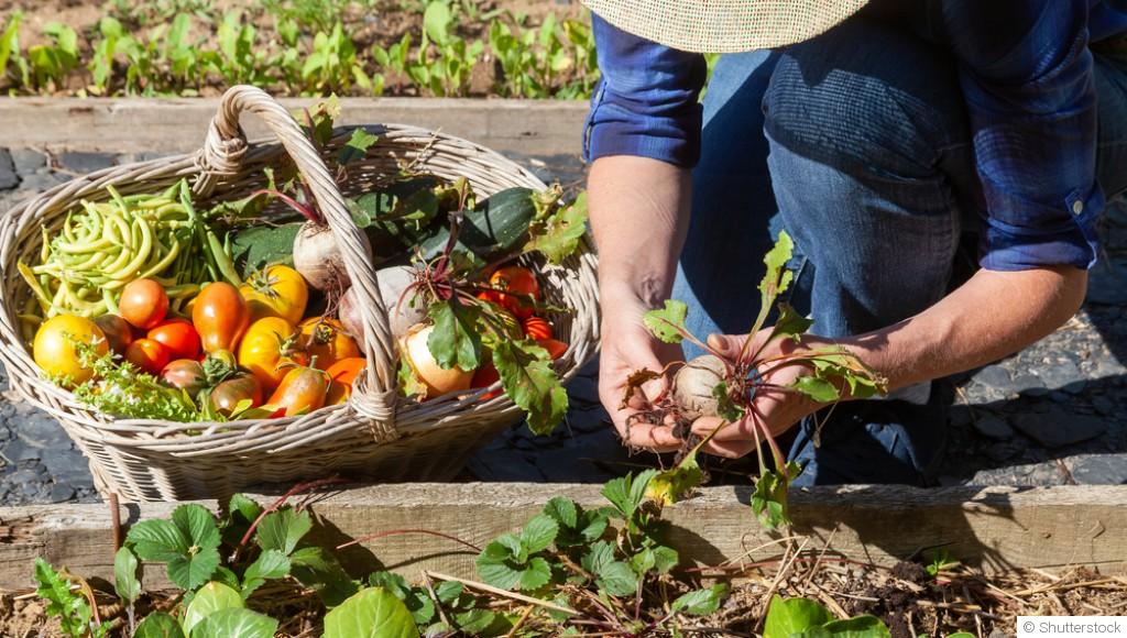 Comment cultiver des légumes anciens pour diversifier tes récoltes ?