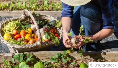 Comment cultiver des légumes anciens pour diversifier tes récoltes ?