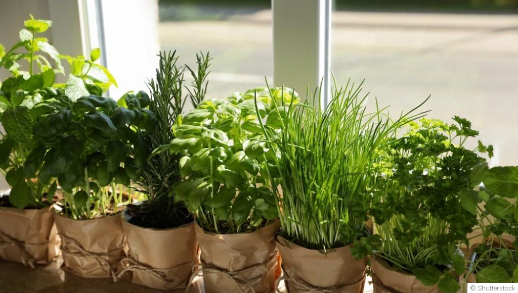 Comment cultiver des plantes aromatiques sur un rebord de fenêtre