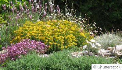 Créer et entretenir un jardin méditerranéen