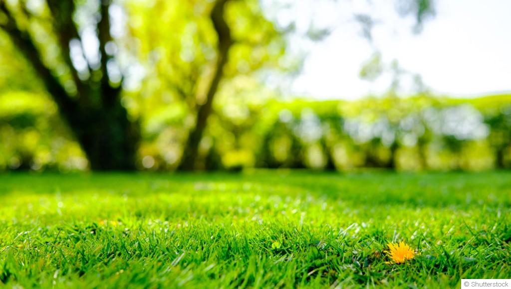 Comment entretenir une pelouse verte et en bonne santé ?