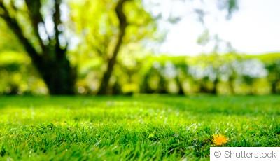 Comment entretenir une pelouse verte et en bonne santé ?