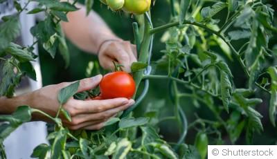 Les erreurs courantes à éviter lors de la culture de tomates