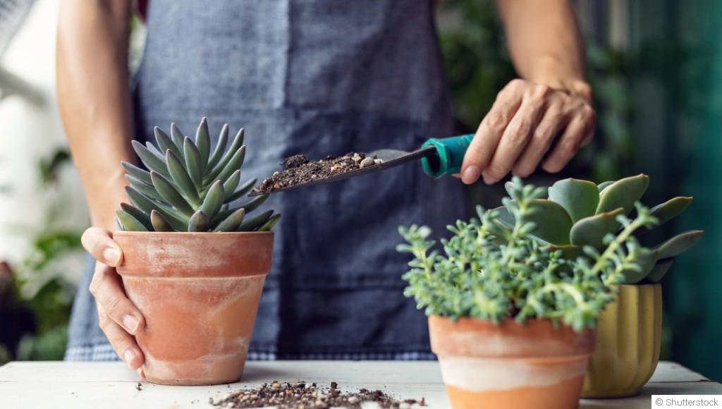 Comment faire pousser des plantes succulentes