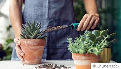 Comment faire pousser des plantes succulentes