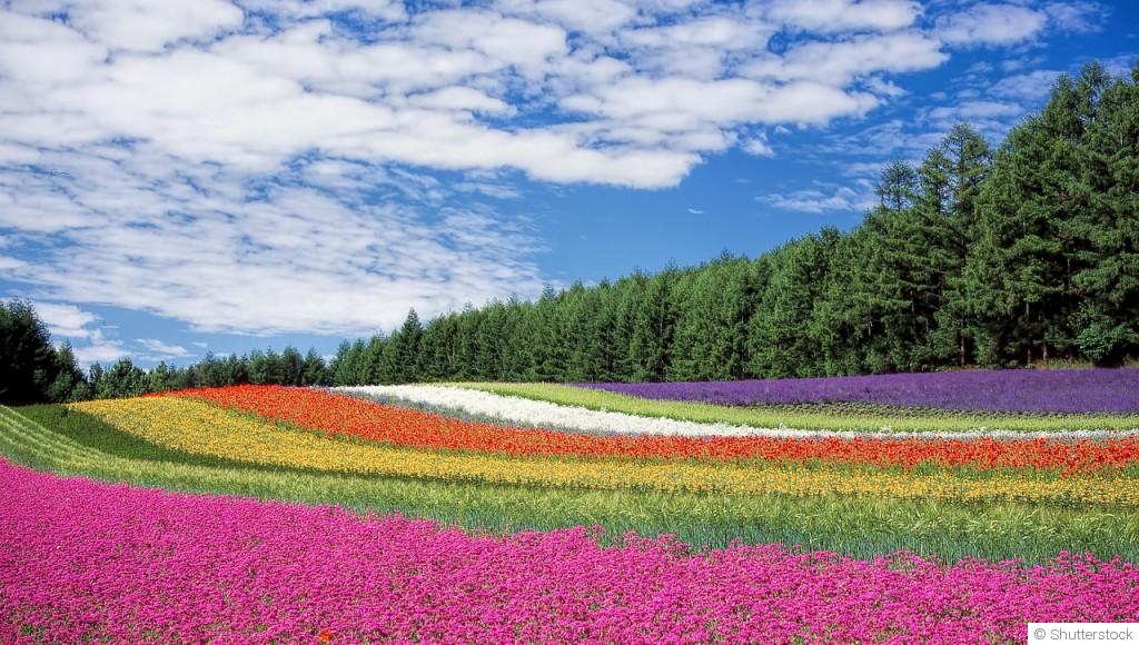 Transformez votre jardin en paradis floral grâce à nos astuces de jardinage expertes!