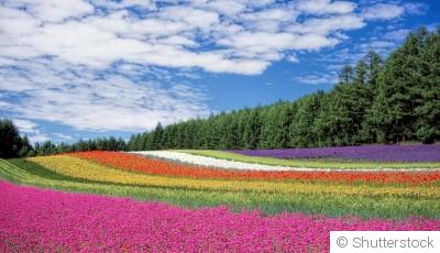 Transformez votre jardin en paradis floral grâce à nos astuces de jardinage expertes!