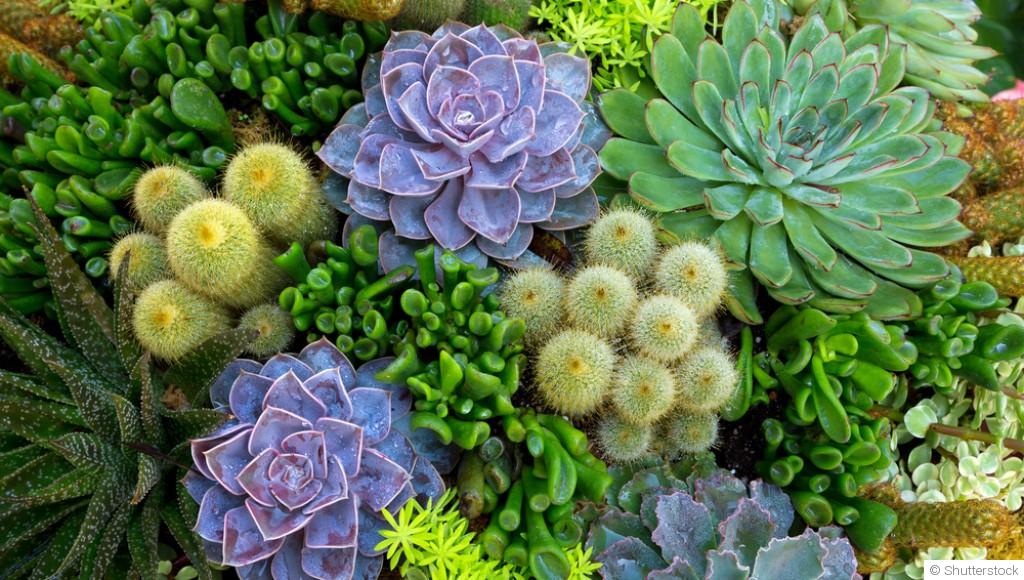 Comment créer un jardin de cactus et de plantes grasses ?