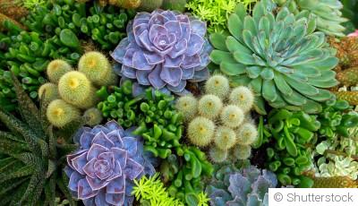 Comment créer un jardin de cactus et de plantes grasses ?