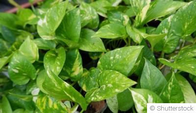 Comment faire une jardinière suspendue avec des plantes retombantes