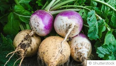 Les légumes à cultiver en automne pour une récolte tardive