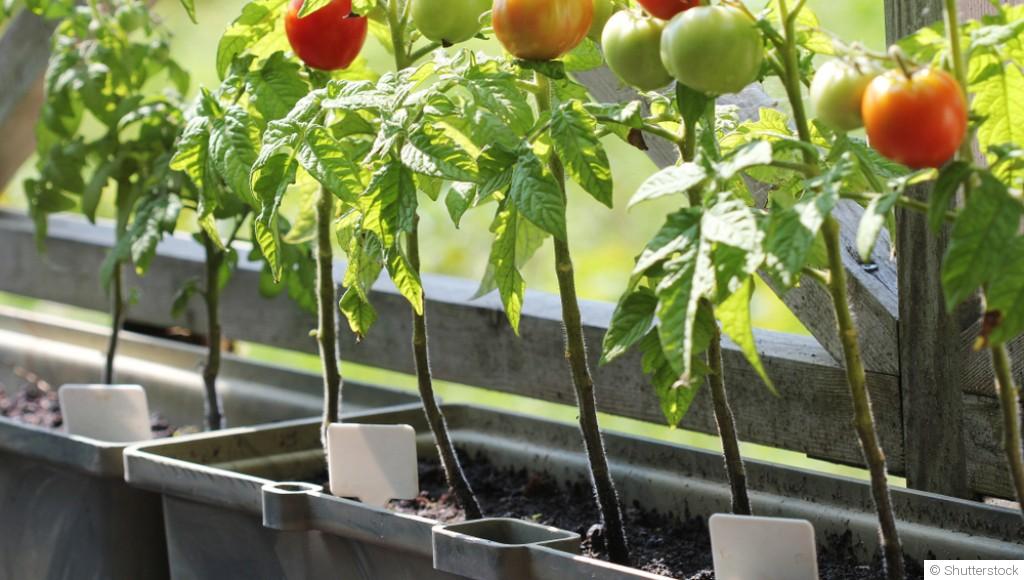 Les légumes à cultiver en pots sur un balcon