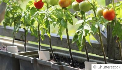 Les légumes à cultiver en pots sur un balcon